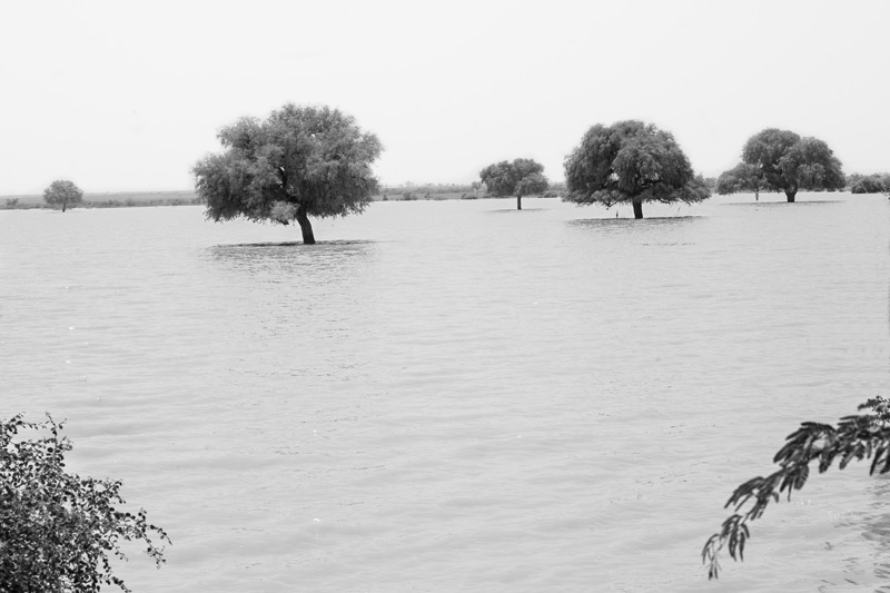 Derasar 'khadin' in Jaisalmer district, Rajasthan, inundated with runoff from its catchment - rejuvenated by Chattar Singh Jam, the Water Wizard of Thar Desert